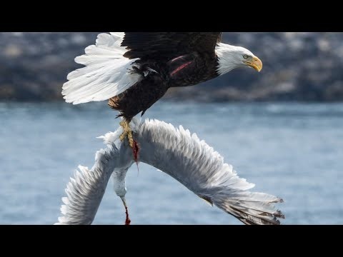 Bald Eagle 🦅 vs Seagull | Epic Mid-Air Battle for Food 😱🔥