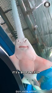 Largetooth Sawfish 🦈 This Fish has a SAW! Meet the Largetooth Sawfish, a prehistoric predator that's still kicking it! This underwater beast has a saw-like snout that's sure to make your jaw drop. Get ready to be amazed!" #LargetoothSawfish #Sawfish #oceanlife #sealife #wildlife | 1 Minute Animals