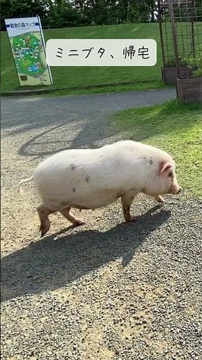 ミニブタ、帰宅 Pig Going Home【海の中道海浜公園/動物の森】#shorts #animals #zoo