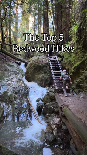 Dan Bernstein: Travel Guides | Hiking | California on Instagram: "Save & Share this with a friend👇 I’m releasing California’s top 10 redwood hikes blog along with my map to the states best 45 tonight! All are perfect for November, the shoulder season between foliage and waterfalls. Featured in this video: 1️⃣ Grove of Titans – 1.5 mi | Jedediah Smith Redwoods State Park 2️⃣ Founders Grove – 0.5 mi | Humboldt Redwoods State Park 3️⃣ Dipsea & Steep Ravine Loop – 6.6 mi | Mount Tamalpais State Par