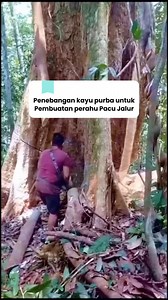 Selective logging is a method practiced by the people of Kuantan Singingi to preserve the centuries-old tradition of Pacu Jalur. #holidayevent #pacujalur #bigtree #unique #aurafarming | Kuantanesia