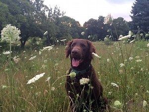 PA State Parks Opening More Campsites For Pets