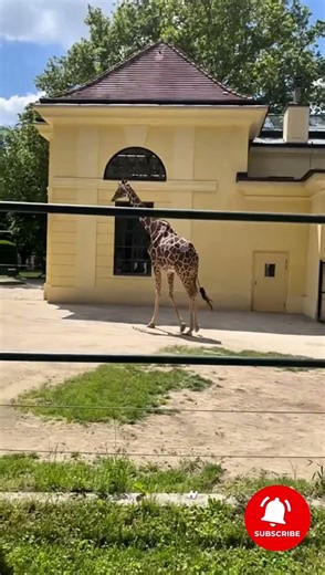 GIRAFFE WALK 🦒 | Peaceful Zoo Moment in Vienna, Austria | 4K Nature Short