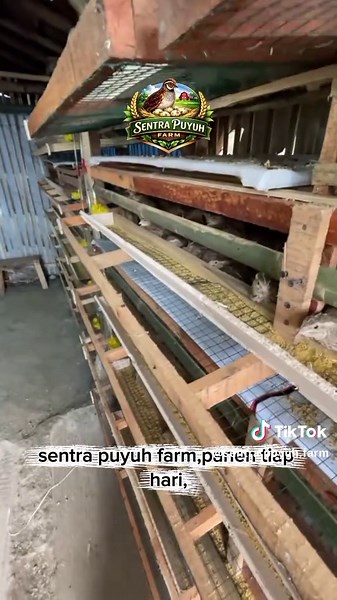 Investasi Ternak Puyuh Petelur: Cuan Tanpa Repot