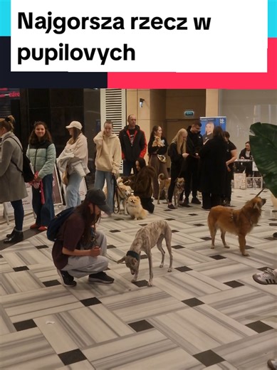 co o tym myślicie? Totalne dno..#dc #viral #dog #dogcommunity #pupilove