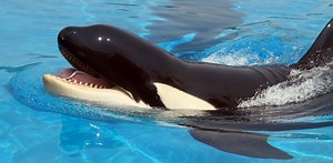 ‘Talking’ killer whale reveals orcas can learn to mimic human speech