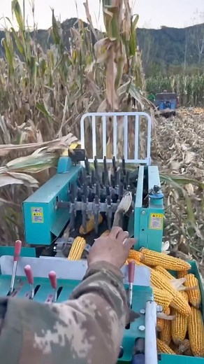 7.7K views · 79 reactions | Corn  harvester machine | Denraks Machinery | Facebook