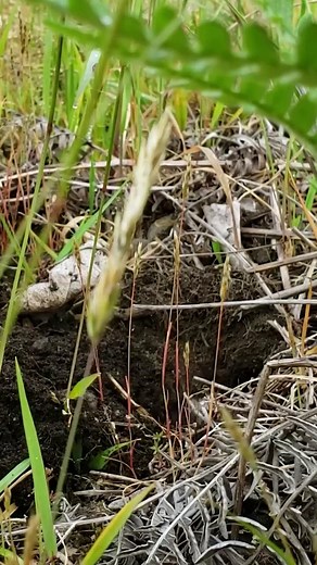 104K views · 2.9K reactions | WARNING: A Mazama pocket gopher does...