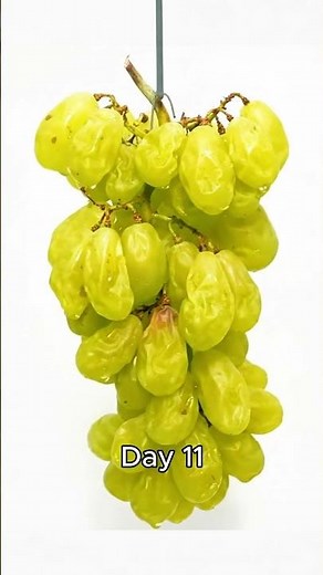 Grapes to Raisins 🍇➡️🍇 | 40 Days Time Lapse Transformation
