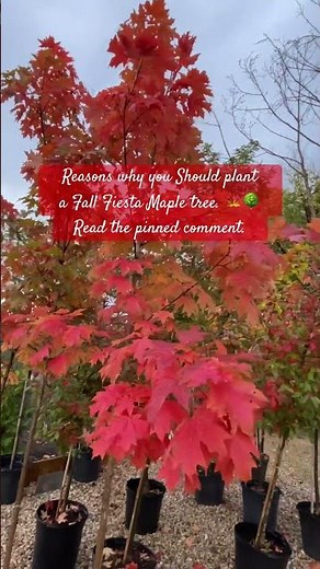 Reasons why you Should plant a Fall Fiesta Maple tree. 🍁🌳Read the pinned comment. #fall #tree