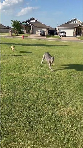 Ever seen an Irish Wolfhound run top speed? So majestic! And Cosmo can’t keep up. 😂