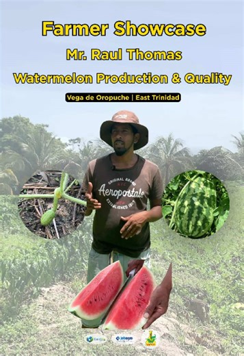Mr. Raul Thomas, from Vega de Oropuche, highlights his experience using various products from Agostini Solutions Plus' Agri Department in his Watermelon field. The agronomist/field representative for the North East Area, Mr Salman Khan, advised Raul throughout the crop's cycle and recommended various products to achieve a successful harvest. Visit @agostiniagri for more information on the products highlighted in this Farmer Showcase. Call (868)225-4236 to learn more about any of our products and