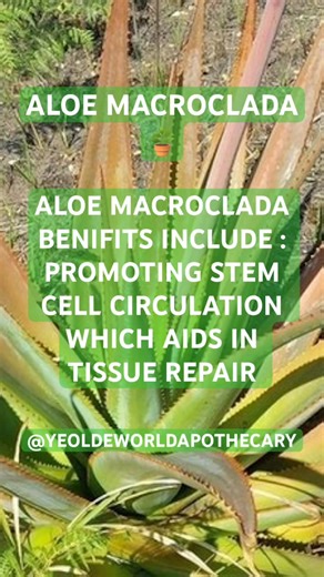 Studies show that Aloe macroclada can significantly increase the number of circulating stem cells for over three hours, which is thought to be a key mechanism behind its healing properties. Naturally creating new stem cells straight from the earth  | Ye Olde World Apothecary | Facebook