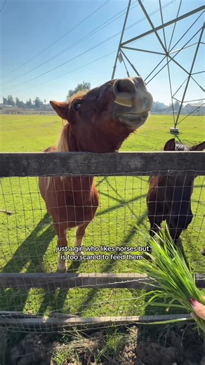 yall ever get judged by a horse #imscaredofhorses #animaltiktok #fyp #backyardigans