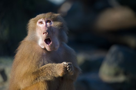 Meet Ruben Lambrechts and his friend Cindy, a 29-year-old rescue baboon