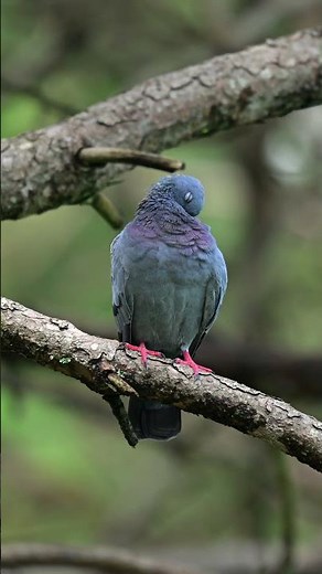 You’ll Never Look at Pigeons the Same Way Again.
