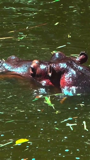 Uncover a surprising fact about Botswana's unique Okavango Delta!