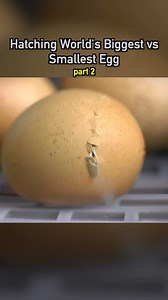 2.5M views · 27K reactions | Hatching World’s Biggest vs Smallest Egg pt2 #hatching #eggs #ducks #quail #cute #animals | Dr. Plants | Facebook
