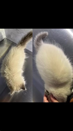 Sassy the Assassin is a blue point lynx ragdoll kitten who received her first mini sanitary shave and full coat groom. She was a stinky baby. 😆 Her little brother, Leonard the Cannonball was also given a mini sanitary shave along with his first full coat groom. He is a blue point ragdoll kitten. He was also a stinky baby! I know this because they belong to John and I haha. Have you smelled your cat lately? 😂 They both were nervous but did well. Leonard is a drama queen. Sassy is a brave girl. 