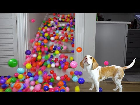Puppy reacts adorably to balls falling down epic staircase