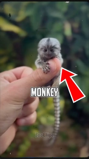Meet the Smallest Monkey🐵🙉 #monkey #smallestmonkey #animalshorts