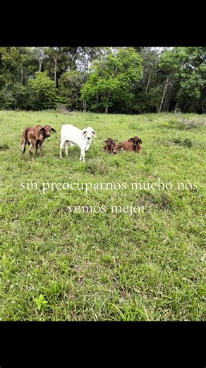 Videos de melco aguirre (@melco.aguirre) con “sonido original - Walter Silva”