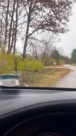 Deer everywhere!⚠️🦌🦌🦌 | Brittany Elizabeth