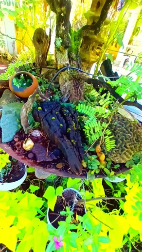 11 reactions | 26 years old Fruit laden Container grown Tamarind . . . A small space will do. . #naturelovers #gardenart #gardening #farming #urbangardening #plants #fertilizer #tamarind #containergardening | Santuario de Uvas | Facebook