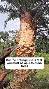 2.9K views · 16 reactions | Making sugar with date palm water #garden #gardening #plants #planting #planthacks #gardenhacks #gardeningmakemehappy #gardeningtips #gardeningideas #gardeninspiration #gardenlove | Gardenning Moment | Facebook