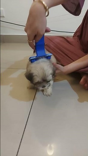 Lhasa Apso Puppy (Rose) - 6 Weeks Old Puppy - Jaanvi's World