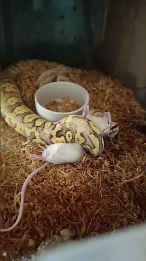 Superfly Chocolate Ball Python Constricts Her Prey Up Close!
