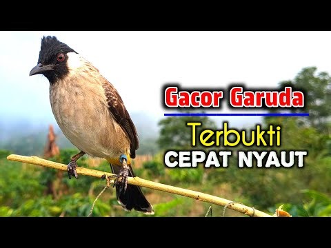 Suara Burung Kutilang Gacor Full Garuda Khusus Untuk Masteran