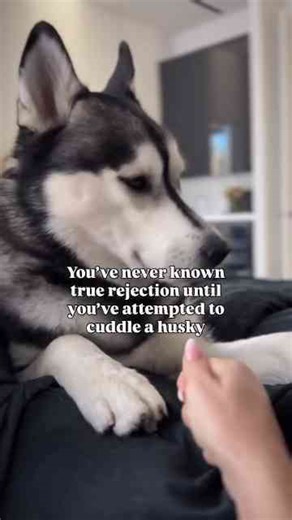 Funny Siberian husky moments