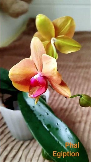 Egiption от JMP orchid phalenopsis второе домашнее цветение орхидея фаленопсис цветет цветущая обзор