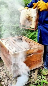 The process by which beekeepers collect propolis