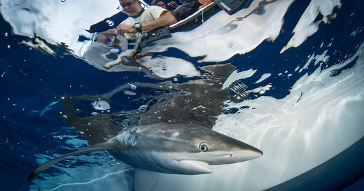 Shark tagging 360° | Ocean School