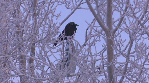 How do ravens survive at -50 C?