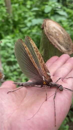 “Dancing stick insect” 🪵🦗#stickinsect #insect #wildlife#amazing#weirdnature#viralshorts#camouflage