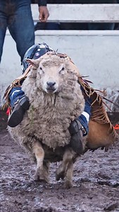 5.4K views · 1K reactions | Cheat code to the mutton bustin’ 藍 #sheep...