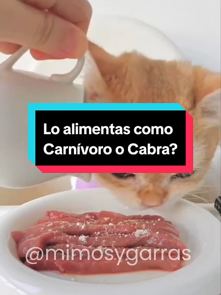 Receta BARF para Gatos: Alimentación Saludable