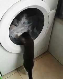 100K views · 485 reactions | Make it stop  #cattube #catsoftheday #funny #cats #amazing #cute #paws Credit: UNILAD | Cat Tube | Facebook