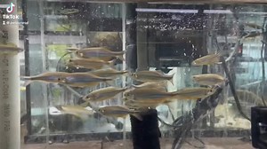 Giant Danio - Devario aequipinnatus One of the larger fish in the Danio family, they can reach 4-6". Coming from highland clear streams they appreciate flowing clear water with a strict water change schedule. The rivers they occur in have a pH from 6-8 and a temp of 72-81 yearly. The streams have rocky pebbles where they feed on insects on the surface of the water and small crustaceans. They will accept quality dried and frozen foods. https://www.petzonesd.com/giant-danio/ | Pet Zone Tropical Fi