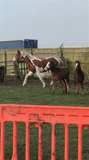 Full of the joys of not quite spring I love this time of day #horse #ponies #pony #horses #homestead