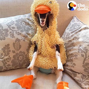 1.6M views · 55K reactions | This woman is dedicating her life to saving baby goats, and she’ll try ANYTHING to hep them thrive — including a zip line and a duck costume  | The Dodo | Facebook