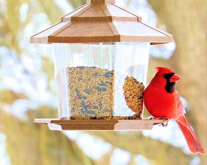 Discover 6 Excellent Homemade Bird Feeders