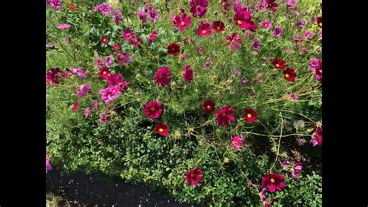 flute piccolo JEAN -SÉBASTIEN BACH Badinerie | Jean-Louis BEAUMADIER