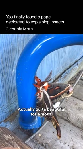 Explaining Insects 🦋 on Instagram: "The cecropia moth (Hyalophora cecropia) is the largest native moth in North America and one of the most striking members of the giant silk moth family. It’s instantly recognizable by its massive wingspan (often 12–18 cm), deep reddish-brown wings, and crescent-shaped white markings edged with black and red. Each wing also features bold eyespots that help deter predators. Cecropia moths are harmless and nocturnal. Adults don’t eat at all—their sole purpose is