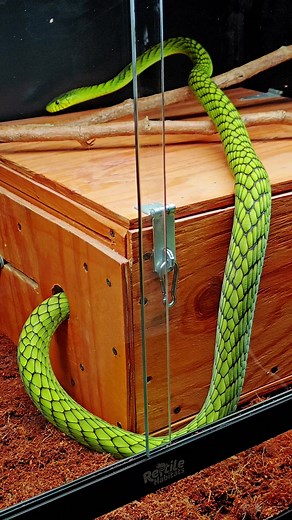 Green Mamba Unboxing and Facts