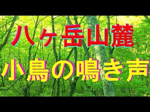 森に響く小鳥の鳴き声 （自然の音ＢＧＭ癒し）　4K