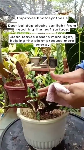 Calathea care | Plant care #gardening